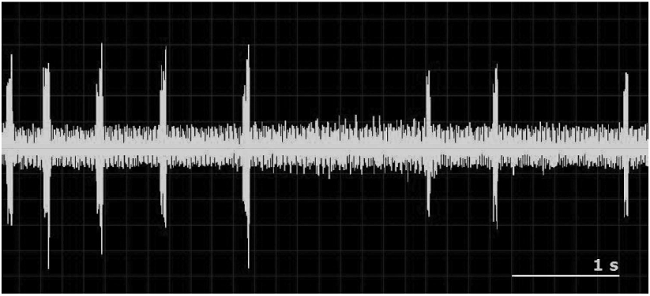 Sonograma del sonido emitido por una pupa de Aricia morronensis. En la imagen aparecen ocho sílabas simples intercaladas con un segundo tipo de sonido continuado que está presente durante toda la grabación, similar a un sonido de fondo.