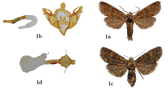 1. Dasypolia eberti: a. adult male,