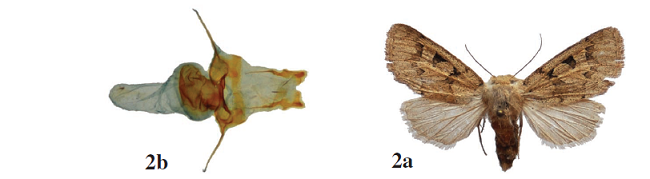 Episema minutoides: a. adult female,