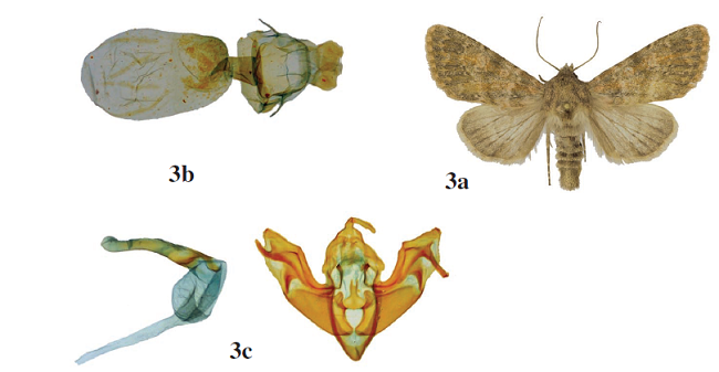 Polymixis schistochlora: a. adult female,