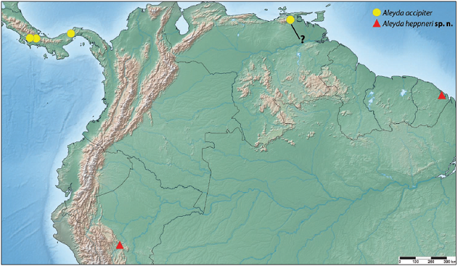 Localities of all examined Aleyda specimens. The question mark denotes a specimen putatively identified as A. accipiter, see remarks of that species.