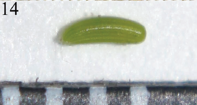 Egg. 