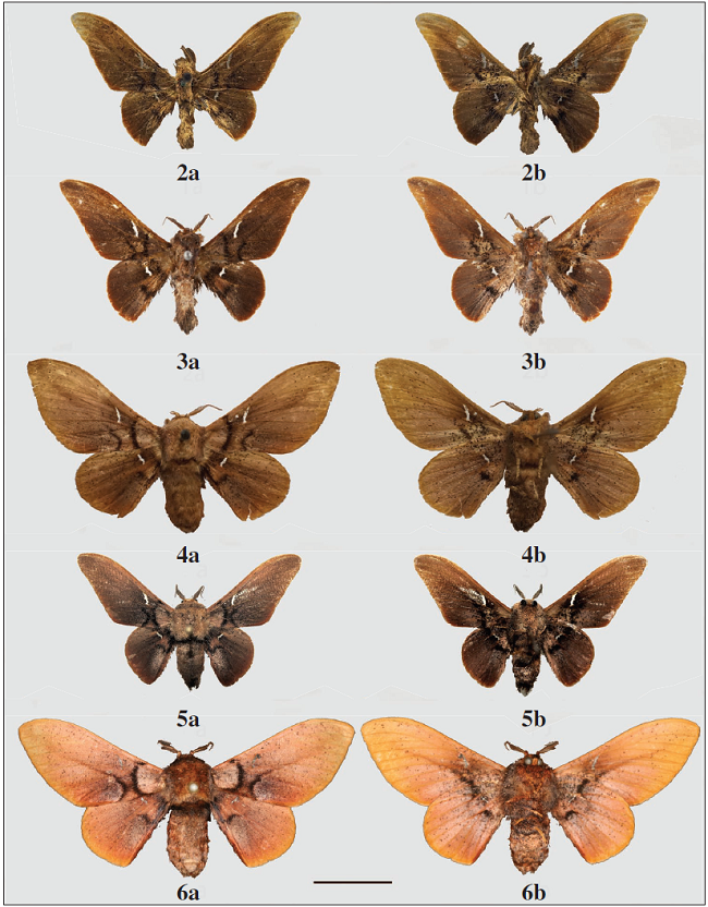 Adults of Aleyda, a: dorsal; b: ventral. 2.A. accipiter male holotype, Lino, Panama (USNM). 3.A. accipiter male, Lino, Panama (NHRS). 4.A. accipiter female, Barro Colorado Island, Canal Zone, Panama (CUIC). 5.A. heppneri St Laurent, McCabe & Malm, sp. n., male holotype, Peru, San Martin, Pumarini Lodge, 10 km E. Shapaja (MGCL). 6.A. heppneri paratype female, French Guiana, 1 km W. Amazonia (NYSM). Scale bar = 1 cm.