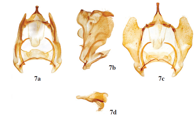 Male genitalia of Aleyda, a: ventral, natural position; b: lateral; c: ventral, valvae open; d: phallus, lateral. 7.A. accipiter, Lino, Panama, NHRS-TOBI 000001871 (NHRS).