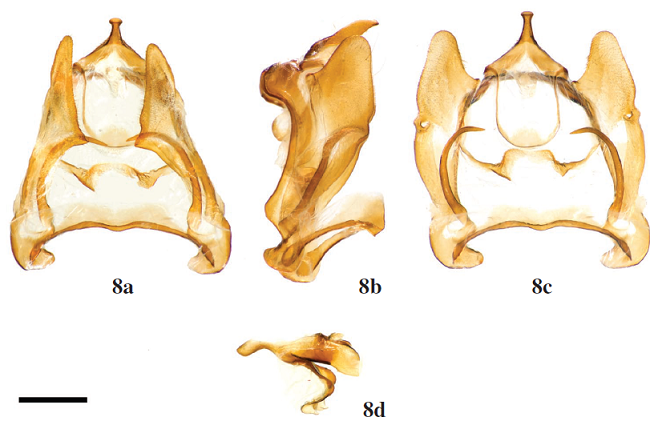 A. heppneri St Laurent, McCabe & Malm, sp. n., holotype, Peru, San Martin, Pumarini Lodge, 10 km E. Shapaja [St Laurent diss.: 3-30-17:1] (MGCL). Scale bar = 1 mm.