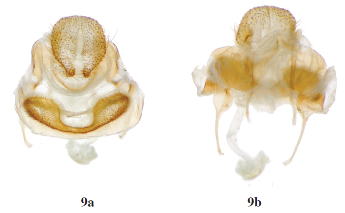Female genitalia of Aleyda, a: ventral; b: dorsal. 9.A. accipiter, Barro Colorado Island, Canal Zone, Panama [St Laurent diss.: 4-24-17:1] (CUIC).