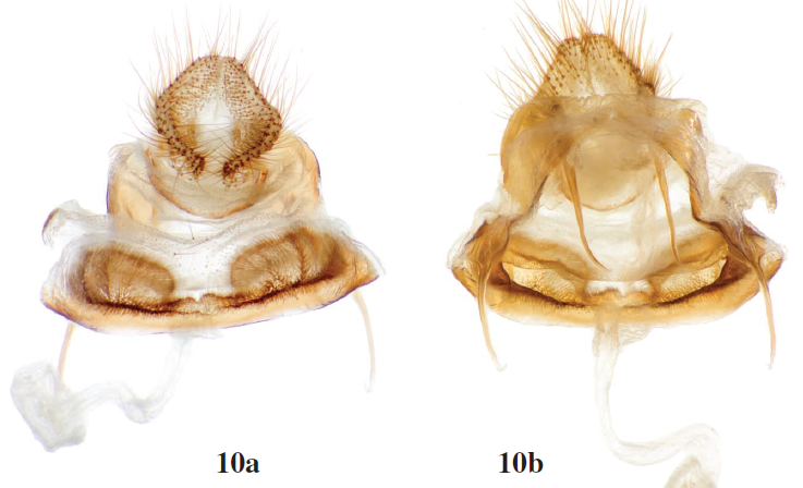 A. heppneri St Laurent & McCabe, sp. n., paratype female, French Guiana, 1 km W. Amazonia [St Laurent diss.: 3-27-17:1] (NYSM). Scale bar = 1 mm.