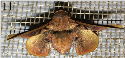 Aleyda accipiter female in situ and egg, Costa Rica, Puntarenas, Sabalito. Width of screen squares ~2 mm. Photos courtesy of Casey Owen, used with permission. Fig 11. Dorsal.