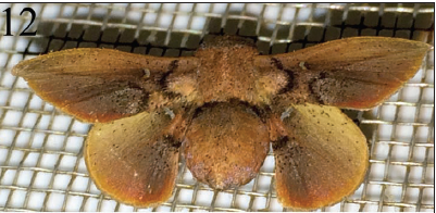 Posterodorsal.