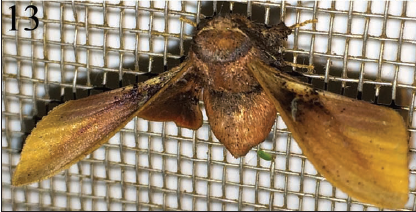 Anterodorsal.