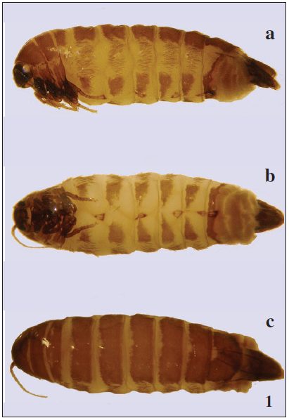 1. Female of Dahlica michaela. a. lateral view. b. ventral view. c. dorsal view.