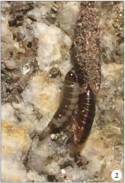 Female of Dahlica michaela in mating position.