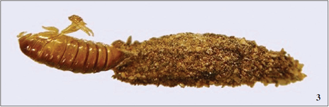 Female case with exuvia of Dahlica michaela, Arnscheid 2016.