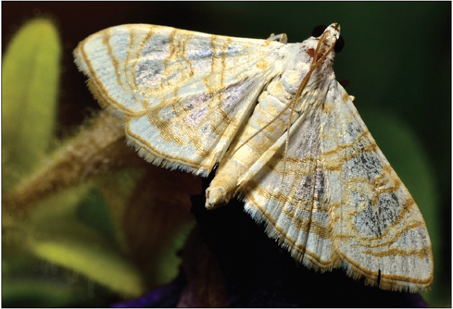 Bocchoris bleusei (Obth.), MALTA, 1 ♂, Żebbug, 12-V-2017.