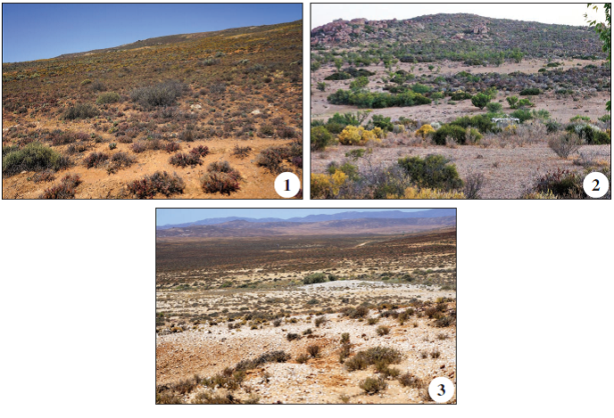 Figures 1-3.&ndash; Namaqua National Park. Biotopes. Foto E. Tarasov. 1. Namaqua National Park. December 2016. 

2. Namaqua National Park: Skilpad. December 2016. 3. Namaqua National Park:
Soebatsfontein. December 

2016.
