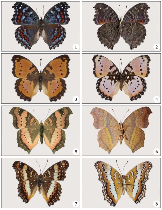 1-4.Precis octavia sesamus Trimen, 1883. 1.
1 (BS-17076), DSF (f. sesamus) from Lumeje, dorsal. 2. Id,
ventral. 3. 1 (BS-17074), WSF (f. natalensis) from Lumeje,
dorsal. 4. Id, ventral. 5-8.Precis ceryne ceryne (Boisduval,
1847). 5. 1 (BS-17521), DSF (f. tukuoa) from Lumeje, dorsal. 6.
Id., ventral. 7. 1 (BS- 17515), WSF (f. ceryne), from
Teixeira de Sousa, dorsal. 8. Id, ventral