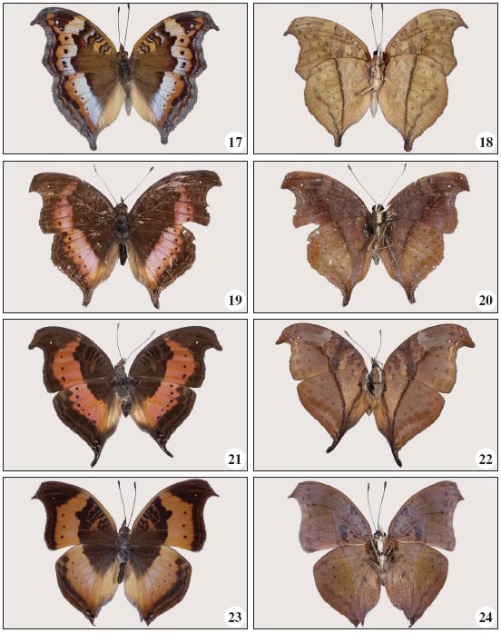 17-18.Precis actia Distant, 1880. 17. (1 - BS-17684), DSF (f. furcata)
from Lumeje, dorsal. 18. Id, ventral. 19-20.Precis sinuata Plötz,
1880. 19. (1 - BS-175326), WSF (f. pelargoides) from Teixeira de
Sousa, dorsal. 20. Id, ventral. 21-22. Precis rauana silvicola
Schultze, 1916. 21. (1 - BS-17527) from Béu, dorsal. 22. Id,
ventral. 23-34.Precis larseni Mendes, Bivar-de-Sousa &
Vasconcelos sp. n. 23. (1 holotype - BS-17687), DSF from Béu, dorsal. 24.
Id, ventral