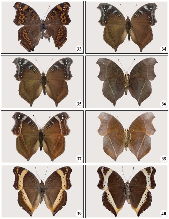 33-34. Precis coelestina Dewitz, 1879. 33. (1 - BS-17697) from Damba, dorsal. 34.
Id, ventral. 35-40.Precis archesia archesia (Cramer, 1779). 35.
(1 - NA-nn), DSF (f. archesia) from Huambo, dorsal. 36. Id,
ventral. 37. (& - BS-17700), DSF (f. archesia) from Lumeje,
dorsal. 38. Id, ventral. 39. (1 - BS-17705), WSF (f. pelasgis)
from Lumeje, dorsal: 40. Id, ventral