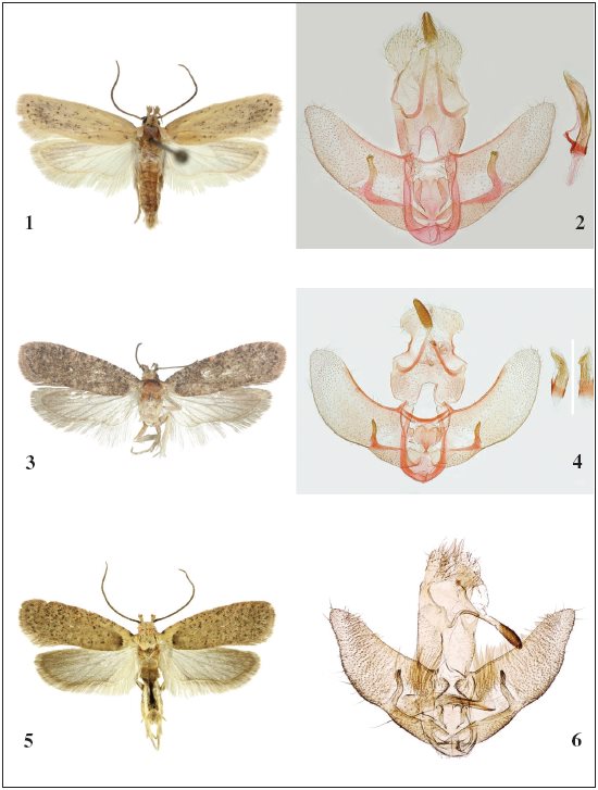 Adult (left) and male genitalia (right). 1-2.Agonopterix
carduncelli Corley, 2017, N&iacute;jar, 14-VI-2007. 3-4.Agonopterix
flurii Sonderegger, 2013. 3. Moscard&oacute;n, 14-IX-2007. 4. La
Mancha, 17-V-2012. 5-6.Agonopterix hippomarathri (Nickerl,
1864), Albarrac&iacute;n, 7-VIII-2010.