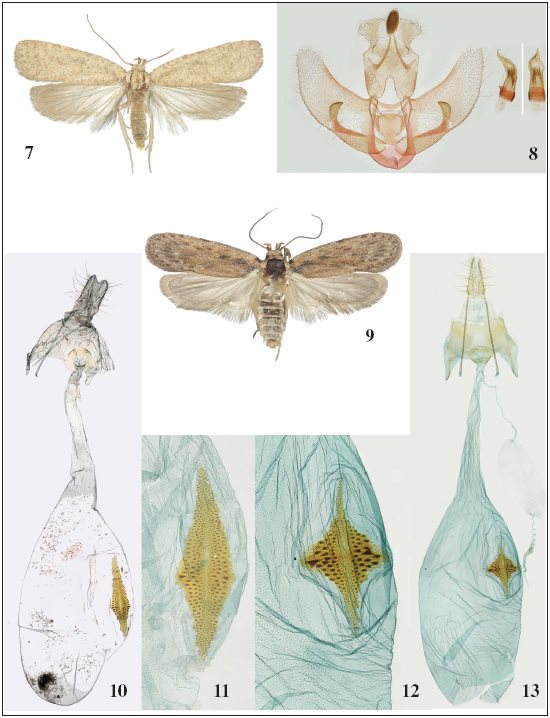 Adult and genitalia. 7-8.Agonopterix kuznetzovi Lvovsky,
1983, Barjal&iacute;, 29-VII-2005. 7. Voucher specimen. 8. Male
genitalia. 9-11.Depressaria pseudobadiella Nel, 2011. 9. Adult,
Candasnos, 30-V-2015. 10. Female genitalia, Mediana, 8-10-2008. 11. Signum,
Valdov&eacute;car, 3-X-2015. 12-13.Depressaria badiella (H&uuml;bner, 1796),
female genitalia, Pozond&oacute;n, 18-X-2016. 12. Signum, enlarged. 13. General
view.
