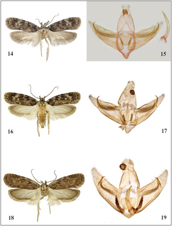 Adult (left) and male genitalia (right). 14-17.Depressaria
cinderella Corley, 2002. 14-15. Portugal, Alentejo, Portalegre,
05-VI-1996, Paratypus. 16-17. Aldeaquemada, 20-VI-2013. 18-19.Depressaria
floridella Mann, 1864, Albarrac&iacute;n, 26-VI-2001.