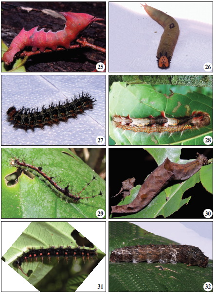 NOTODONTIDAE: 25. Nystalaea sp. NYMPHALIDAE: 26. Dynastor darius, 27. Junonia coenia, 28. Morpho peleides, 29. Myscelia sp., 30. Siderone sp., 31. Siproeta stelens biplagiata. PAPILIONIDAE: 32. Papilio achisiades.