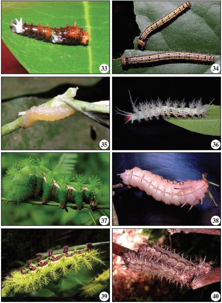 PAPILIONIDAE: 33. Papilio sp. PIERIDAE: 34. Ascia monuste, PYRALIDAE: 35. Plodia interpunctella. SATURNIIDAE: 36. Automeris ilustris, 37. Automeris io, 38. Eacles barnesi, 39. Molippanibasa, 40. Polythysana sp.