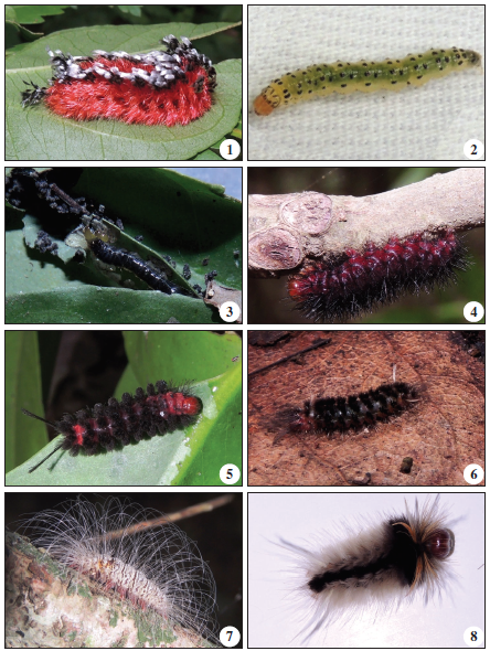 Especies de larvas y plantas nutricias recolectadas en fragmentos de bosque seco tropical en el departamento de Sucre-Colombia. BOMBYCIDAE: 1. Tarchon felderi, CRAMBIDAE: 2. Desmia funeralis, 3. Desmia sp.1, EREBIDAE: 4. Ammalo helops, 5. Cycnia sp. 1, 6. Cycnia sp. 2, 7. Eudesmia menea, 8. Halysidota ruscheweyhi.