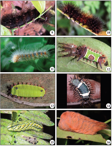 Especies de larvas y plantas nutricias recolectadas en fragmentos de bosque seco tropical en el departamento de Sucre-Colombia. EREBIDAE: 9. Hypercompe scribonia, 10. Pyrrharctia isabella, 11. Spilosoma virginica. LIMACODIDAE: 12. Acharia hyperoche, 13. Acharia sp., 14. Acharia nesea. LYCAENIDAE: 15. Satyrium sp. MEGALOPYGIDAE: 16. Megalopyge albicollis.