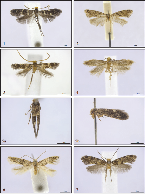 1.Eudarcia pulchra.2.Eudarcia dierli. 3.Eudarcia creticola. 4. Infurcitinea parincertula. 5a. Infurcitinea larseni,
dorsoventral view. 5b.Infurcitinea larseni, lateral view. 6.
Infurcitinea rietzi.
7.Infurcitinea canaricola