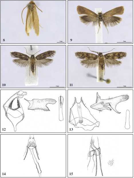  8.Perissomastix (Aphrodoxa) laricola. 9.Anomalotinea hviidi. 10.Elatobia maroccana. 11.Elatobia iberica.12.Eudarcia pulchra, male. 13. Eudarcia dierli, male. 14.Eudarcia balcanicum,
female. 15. Eudarcia forsteri, female.