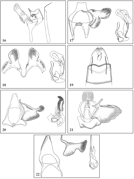 16. Eudarcia creticola, male. 17. Infurcitinea parincertula, male. 18.Infurcitinea parincertula,
male, variability. 19. Infurcitinea parincertula,
female. 20. Infurcitinea larseni, male. 21.Infurcitinea canaricola,
male. 22.Infurcitinea rietzi, male.