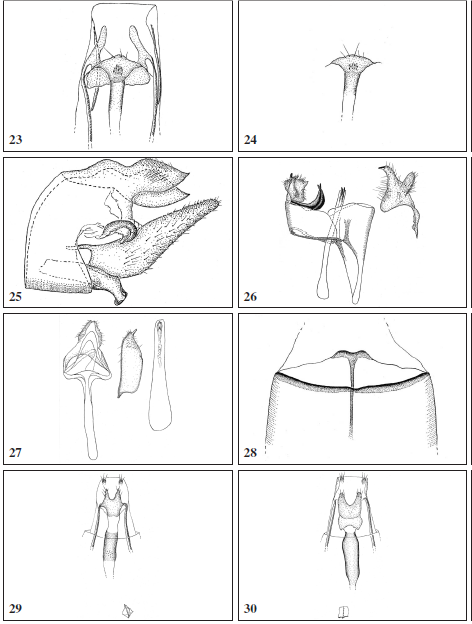 23-24. Nemapogon levantinus, female. 25.Perissomastix (Aphrodoxa)laricola, male. 26. Anomalotinea hviidi, male. 27. Elatobia maroccana, male. 28. Elatobia maroccana, male: segment VIII. 29.Elatobia maroccana, female. 30.Elatobia iberica,
female.