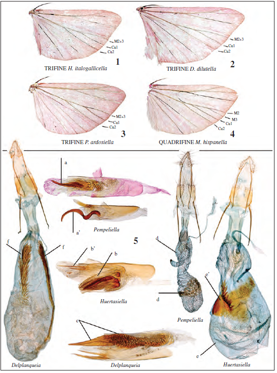 Clave gr&aacute;fica de g&eacute;neros. 1. Venaci&oacute;n ala posterior de Huertasiella Trifine. 2. Venaci&oacute;n ala posterior de Delplanqueia, Trifine. 3. Venaci&oacute;n ala posterior de Pempeliella, Trifine. 4. Venaci&oacute;n ala posterior de Moitrelia, Quadrifine. 5. Referencias a los &oacute;rganos genitales de cada g&eacute;nero.