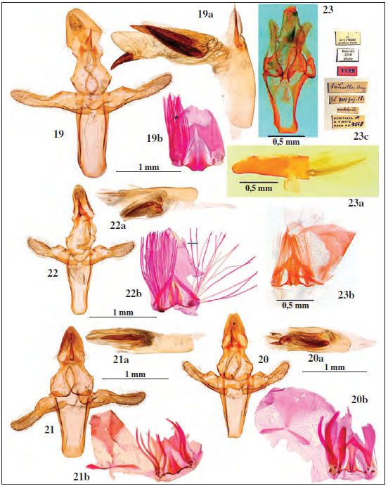 Genitalia del macho. 19.Moitrelia obductella (Z., 1839), prep. gen. n&ordm; 4700JG, 19a. Aedeagus del mismo, 19b. Culcita del mismo, 20.Moitrelia hispanella (Stgr., 1859), prep. gen. n&ordm; 4771JG, 20a. Aedeagus del mismo, 20b. Culcita del mismo, 21.Huertasiella italogallicella (Mill., 1882), prep. gen. n&ordm; 4631JG, 21a. Aedeagus del mismo, 21b. Culcita del mismo, 22.Huertasiella multifidella (Chr&eacute;t., 1911), prep. gen. n&ordm; 4748JG, 22a. Aedeagus del mismo, 22b. Culcita del mismo, 23.Pempeliella boeticella (Rag., 1887), foto: J. Minet (MNHN, Par&iacute;s), prep. gen. Viette 3548, 23a. Aedeagus del mismo, 23b. Culcita del mismo, 23c. Etiquetas del Tipo.
