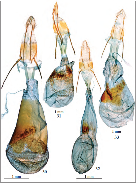 Genitalia de la hembra. 30.Moitrelia obductella (Z., 1839), prep. gen. n&ordm; 5437JG, 31.Moitrelia hispanella (Stgr., 1859), prep. gen. n&ordm; 4882JG, 32. Huertasiella italogallicella (Mill., 1882), prep. gen. n&ordm; 4743JG, 33. Huertasiella multifidella (Chr&eacute;t,, 1911), prep. gen. n&ordm; 4750JG.