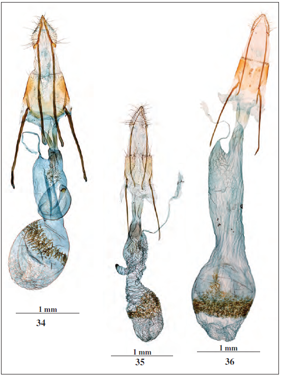 Genitalia de la hembra. 34.Pempeliella ornatella ([D.& Schiff.], 1775), prep. gen. n&ordm; 6594JG, 35.Pempeliella ardosiella (Rag., 1887), prep. gen. n&ordm; 5478JG, 36.Pempeliella bayassensis Lrt., 2001, prep. gen. n&ordm; 4769 JG.