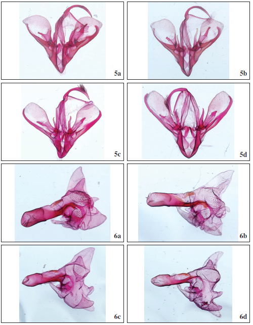 5. Male clasping apparatuses: Drasteria philippina (Austaut, 1880) (5A-5B). 5A. RL12450 Malta. 5B. RL12453 Morocco. Drasteria cailino (Lefebvre, 1827) (5C-5D). 5C. RL12451 Greece. 5D. RL12452 France. 6. Aedeagi and vesicae: Drasteria philippina (Austaut, 1880) (6A-B). 6A RL12450 Malta. 6B. RL12453 Morocco. Drasteria cailino (Lefebvre, 1827) (6C-D). 6C. RL12451 Greece. 6D. RL12452 France.