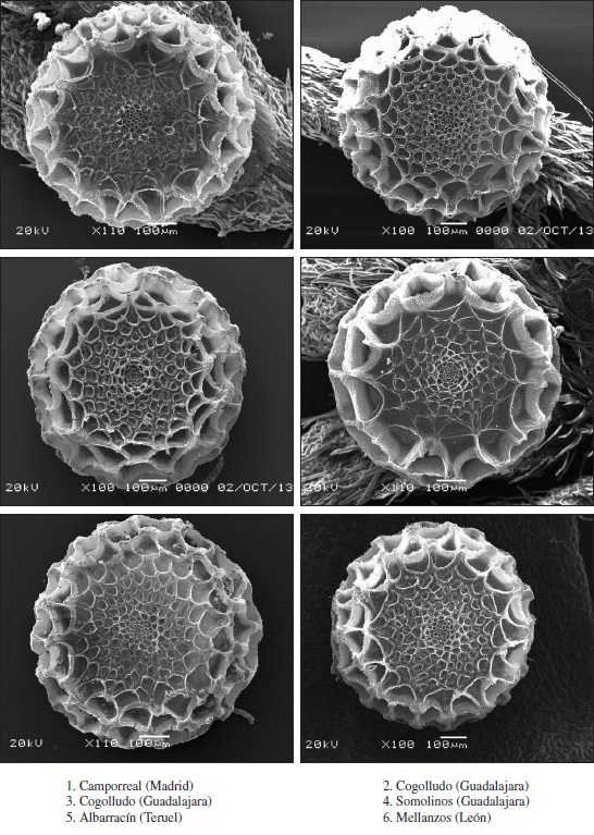 Variabilidad del morfotipo C. Lysandra albicans.