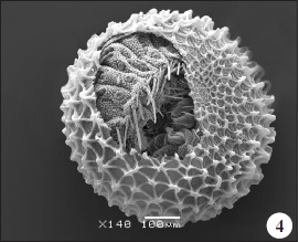 Huevo de L. bellargus en proceso de eclosión.