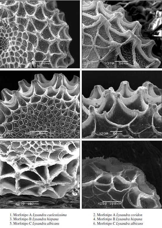 Detalle de tubérculos laterales de los tres morfotipos.