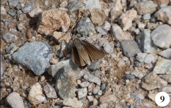 Gegenes nostrodamus (Fabricius, 1793).