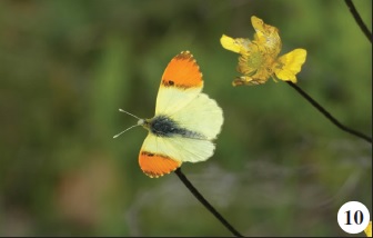 Anthocharis damone Boisduval, 1836.