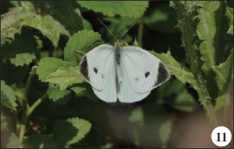 Pieris mannii (Mayer, 1851).
