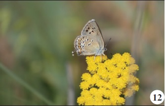 Satyrium hyrcanicum (Riley, 1939).