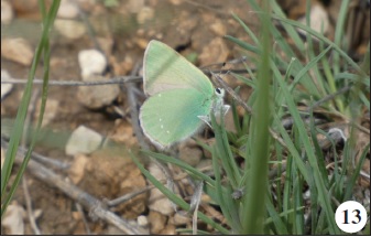 Callophrys paulae Pfeiffer, 1932.