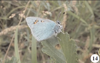 Tomares romanovi (Christoph, 1882).