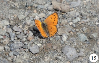 Lycaena asabinus (Herrich-Schäffer, [1851]).