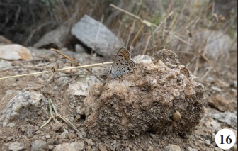 Lycaena phoenicura (Lederer, 1870).