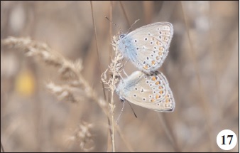 Plebejus modicus Verity, 1935.